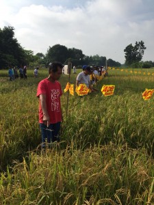The preferential analysis of special purpose rice varieties under NextGen Project of IRRI, PhilRice & DA-RFO 3 . (10)